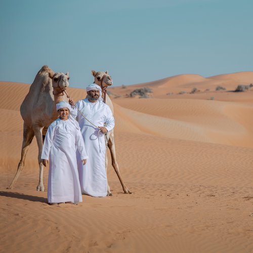 Ras Al Khaimah Camels