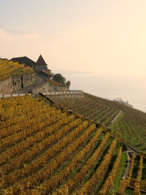 Lausanne Lac Leman Vineyards